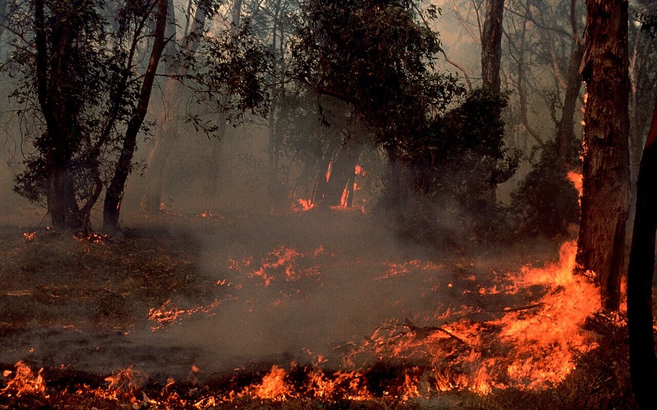 Feu de forêt (illustration)