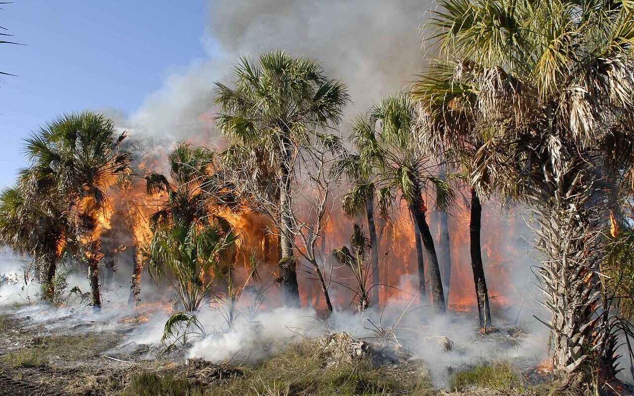 Feu de forêt (illustration)