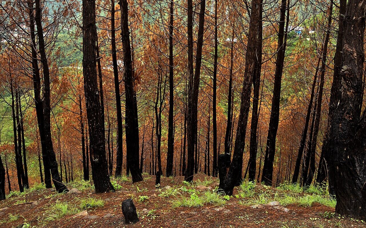Feu de forêt (illustration)